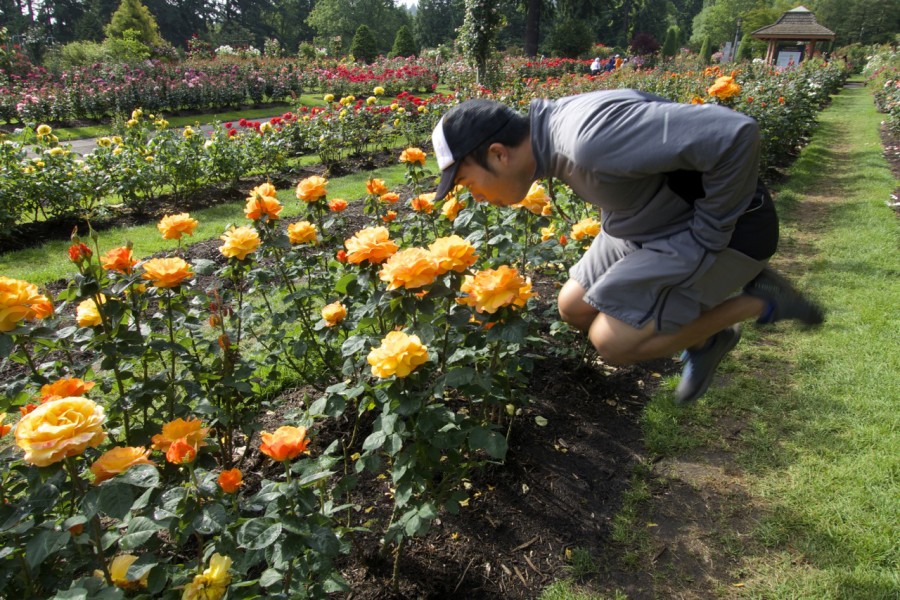 Portland International Rose Test Garden | Jumping Jedd | Intentional Travelers