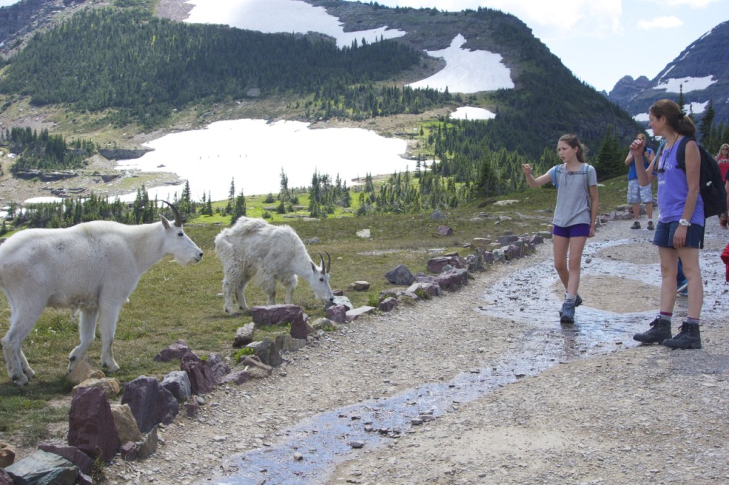 mountain goats and hiker