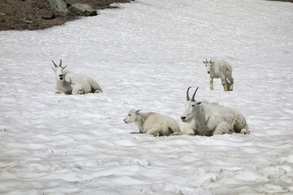 mountain goats on snow