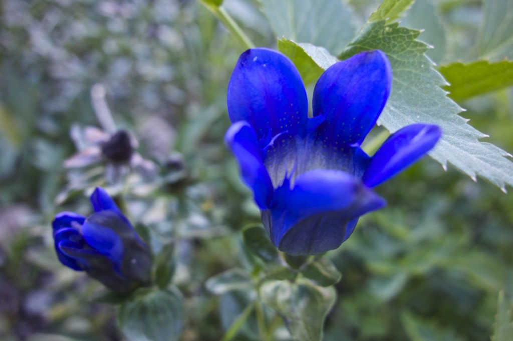 blue wildflowers