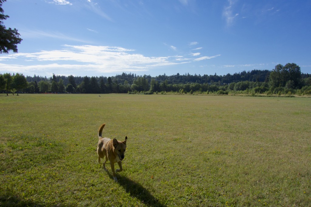 Dog park at Minto-Brown Park, Salem, Oregon | Intentional Travelers
