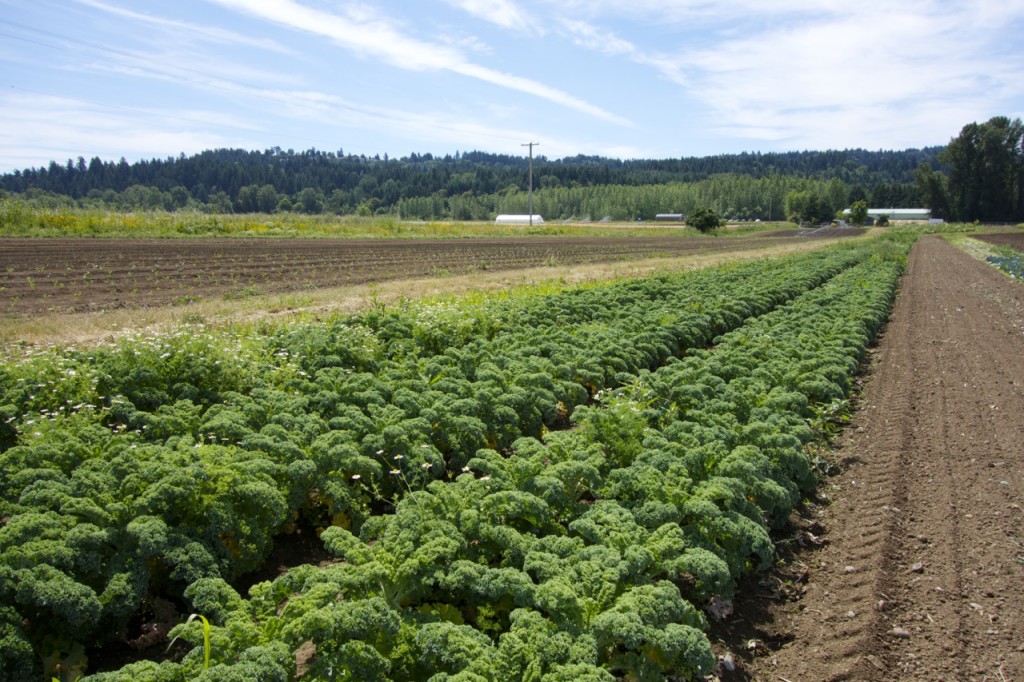 Minto Island Growers farm stand, Salem, Oregon | Intentional Travelers