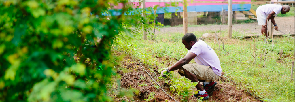 Men planting crops in Jamaica