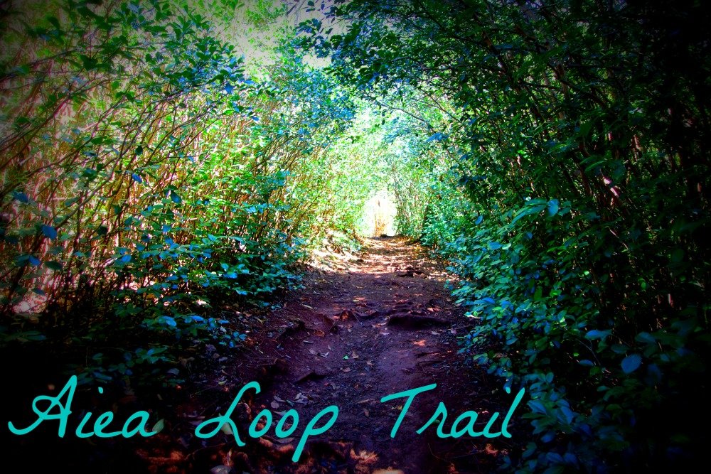 Aiea Loop Trail at Keaiwa Helau State Park – Oahu