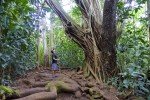 Why Visit Oahu