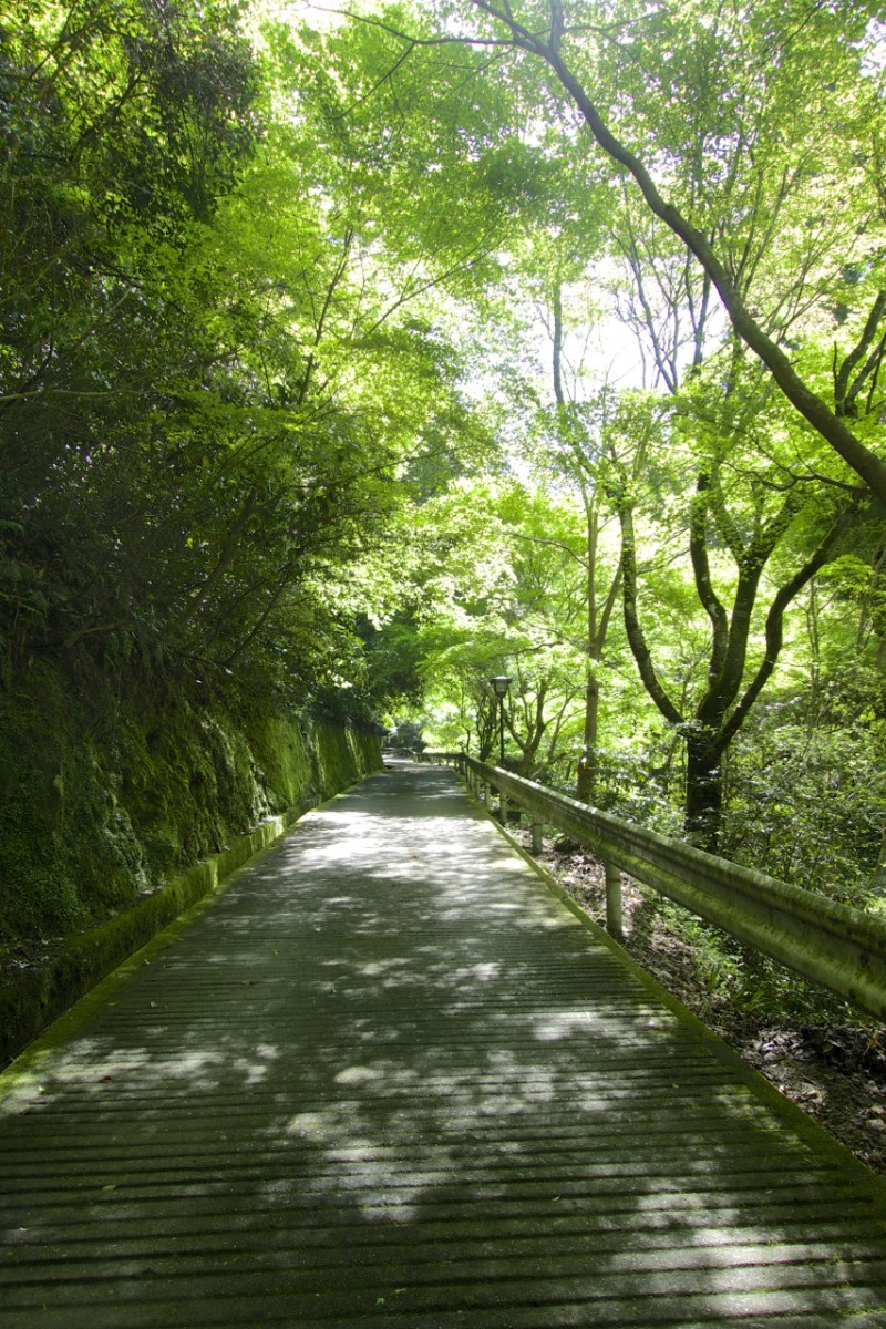 walkway lined with trees, Things to Do Around Iwakuni, Japan | Intentional Travelers