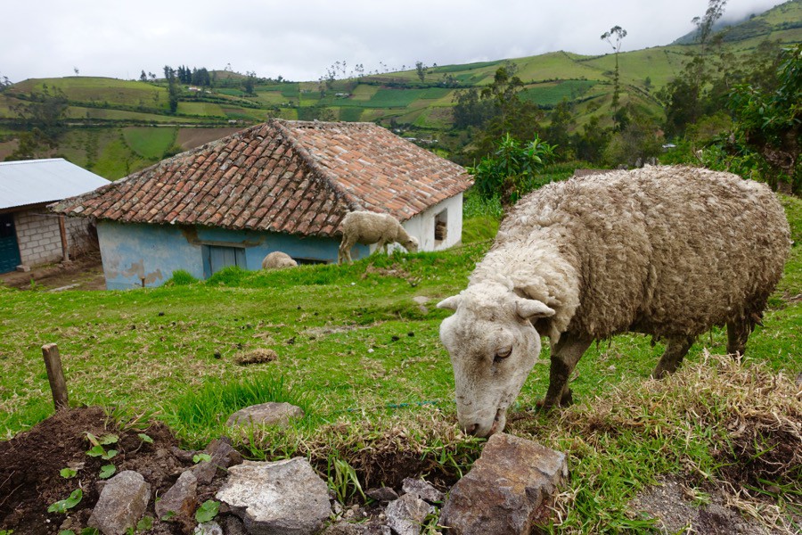 Hiking | Llullu Llama Hostel in Beautiful Isinliví, Ecuador | Intentional Travelers