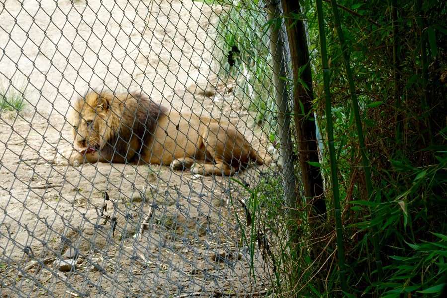 Amaru Bioparque Zoo: A Must See in Cuenca, Ecuador | Intentional Travelers