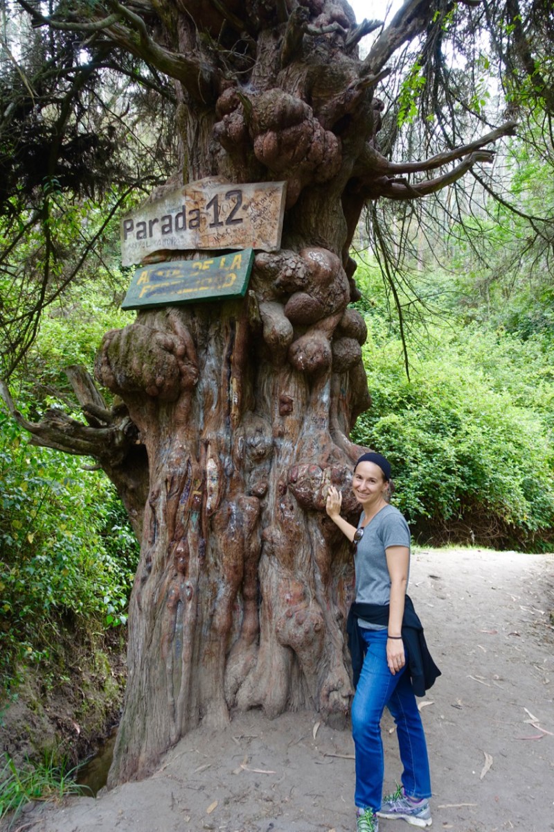 great tree, Otavalo and San Antonio de Ibarra, Ecuador | Intentional Travelers