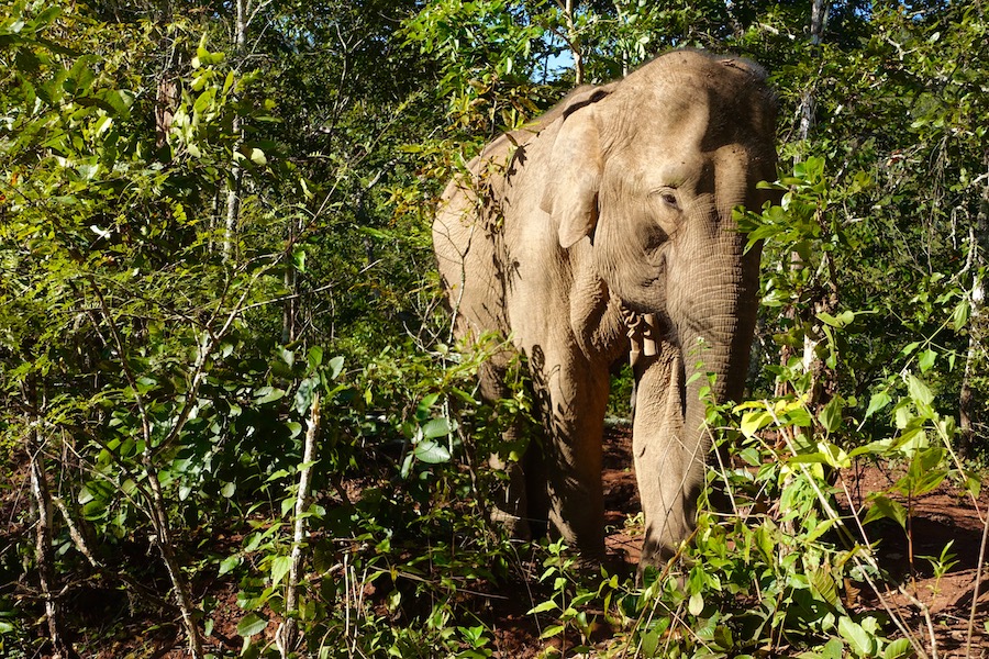 How to Choose an Ethical Elephant Sanctuary