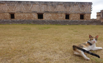 cat in Uxmal ruins