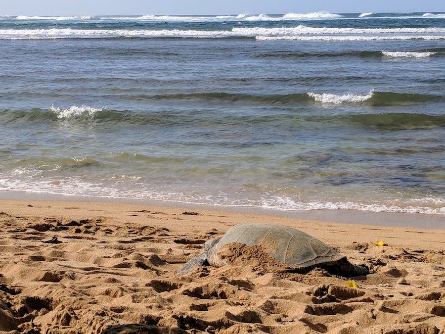 Oahu North Shore sea turtle on beach