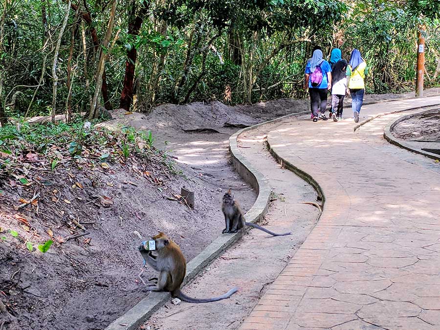 Monkeys on walking path | things to do in georgetown penang