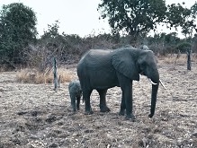 elephant, Zambia safari wildlife