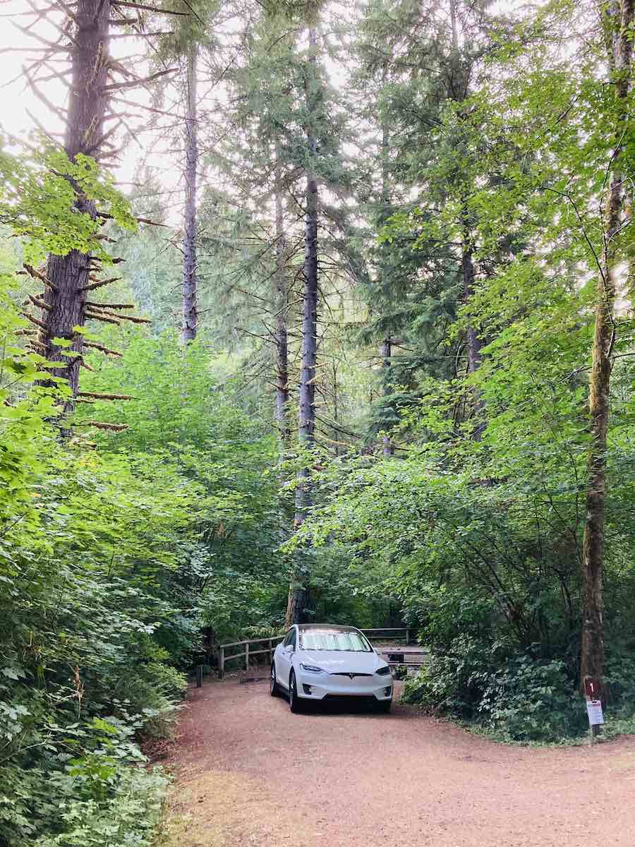 Tesla at campsite with tall trees surrounding