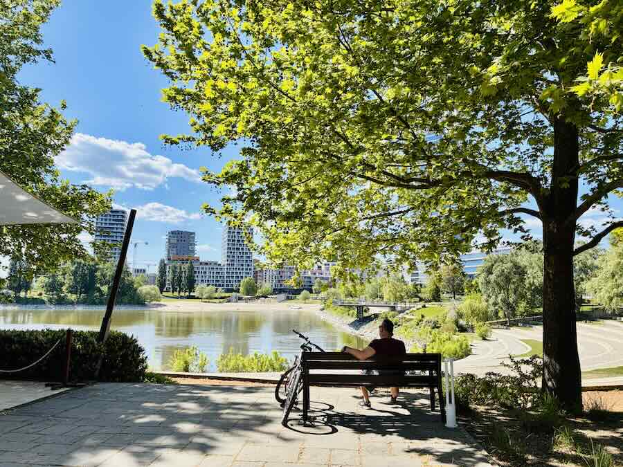 Man sitting on bench under tree overlook bay in park near port